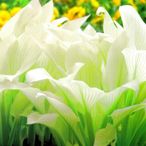  Funkia - Hosta White Feather PHENOMENAL - Sämling