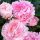  Pfingstrose, Paeonia - Sarah Bernhardt - Sämling