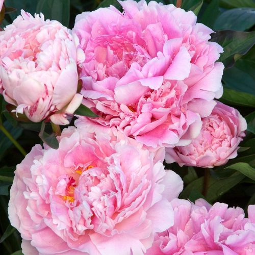  Pfingstrose, Paeonia - Sarah Bernhardt - Sämling