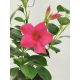  Mandevilla Sundaville Dipladenia Rio Pink Sämling