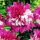  Pfingstrosensämling Celebrity 1 Stück Paeonia Pfingstrosensämlinge Duftend
