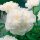  Paeonia-Pfingstrosen-Sämling Gardenia 1 Stk. Paeonia-Pfingstrosen-Sämlinge, duftend