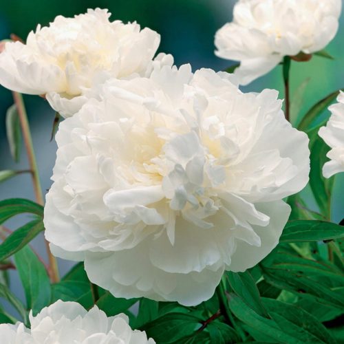  Paeonia-Pfingstrosen-Sämling Gardenia 1 Stk. Paeonia-Pfingstrosen-Sämlinge, duftend