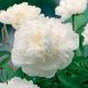  Paeonia-Pfingstrosen-Sämling Gardenia 1 Stk. Paeonia-Pfingstrosen-Sämlinge, duftend