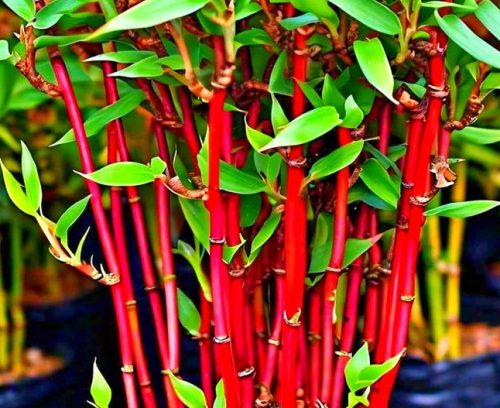  Roter Bambus Fargesia 'Red Dragon' _ Fargesia _ Sämlinge p10