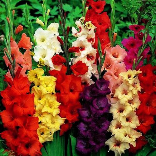  Gladiolen - Gladiolenmischung 50 Stk. 10/12 Gladiolenzwiebeln Blumenzwiebeln