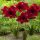  Hippeastrum - Garten-Amaryllis Red Tiger 1 Stk