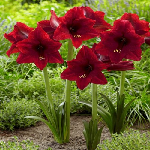  Hippeastrum - Garten-Amaryllis Red Tiger 1 Stk