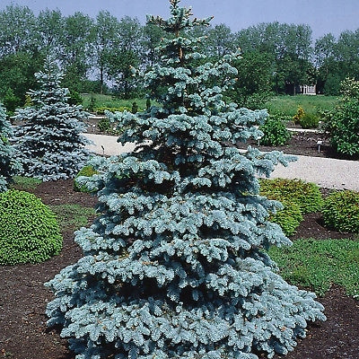  P11 LEBENDER WEIHNACHTSBAUM SILBERFICHTE 30-40 CM. PICEA PUNGENS FÜR PLANTAGEN