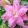  Lily Full Roselily Editha 1 Stück Lilienzwiebeln Lilienzwiebeln Duftend