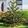  CHILEAN ARAUKARIA erstaunlicher Nadelbaum MONKEY TREE Araucaria SEEDING