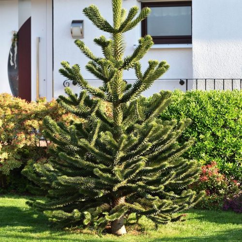  CHILEAN ARAUKARIA erstaunlicher Nadelbaum MONKEY TREE Araucaria SEEDING