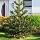 CHILEAN ARAUKARIA erstaunlicher Nadelbaum MONKEY TREE Araucaria SEEDING