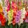  Gladiolenmischung 50 Stk