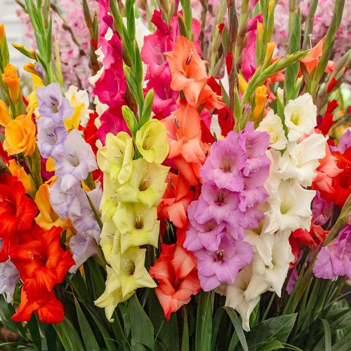  Gladiolenmischung 50 Stk