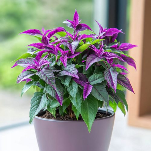  Gynura Aurantiaca 'Purple Passion' - LILA BLÄTTER - Orange Ginura