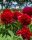 ROTE PFINGSTROSE Paeonia lactiflora