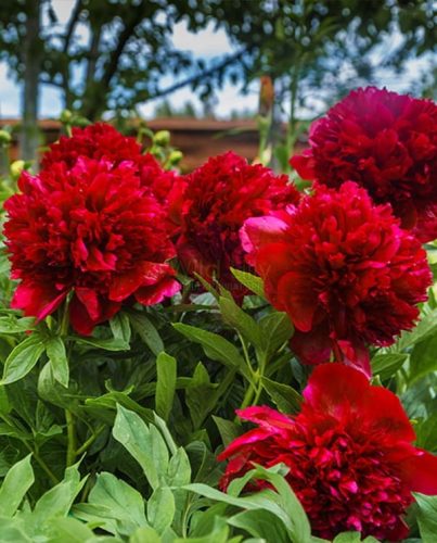  ROTE PFINGSTROSE Paeonia lactiflora