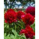 ROTE PFINGSTROSE Paeonia lactiflora