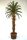 Palmfarn Cycas Cycas Revoluta 2m