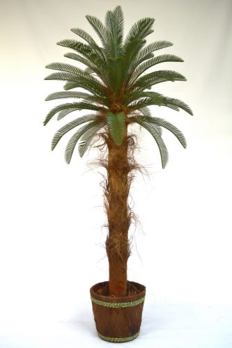  Palmfarn Cycas Cycas Revoluta 2m