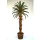  Palmfarn Cycas Cycas Revoluta 2m