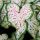  Caladium Caladium Gingerland 1 Stück Setzling Knollen Zierblätter