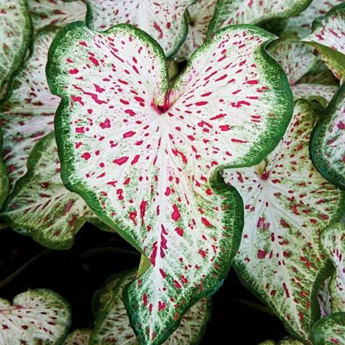  Caladium Caladium Gingerland 1 Stück Setzling Knollen Zierblätter