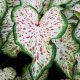  Caladium Caladium Gingerland 1 Stück Setzling Knollen Zierblätter