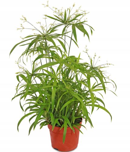  Cibora Variable Papyrus für Haus und Garten. Dichte Setzlinge in P13-Töpfen