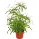  Cibora Variable Papyrus für Haus und Garten. Dichte Setzlinge in P13-Töpfen
