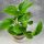  Epipremnum pinnatum Hawaiian, eine interessante Sorte von Epipremnum
