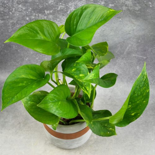  Epipremnum pinnatum Hawaiian, eine interessante Sorte von Epipremnum