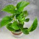  Epipremnum pinnatum Hawaiian, eine interessante Sorte von Epipremnum