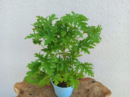  GERANIUM ANGINKA wunderschöne große Exemplare bis 12 cm