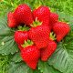  Walderdbeeren und Erdbeeren ERDBEERE HOSSA DAS GANZE JAHR WIEDERHOLT FRÜCHTE EXTREM LECKERE FRÜCHTE ERDBEERSAMEN 10 STÜCK. wurzelnackter Sämling 15-30 cm