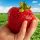  Walderdbeeren und Erdbeeren ERDBEERE RIESEN MEGA GROSSE FRÜCHTE 10 STÜCK ERDBEERSAMEN FRIGO FERTILE SWEET EINFACH ZU WACHSEN wurzelnackter Sämling 15-30 cm