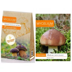  Myzel von Mycelium Maronenröhrlingen 120 ml