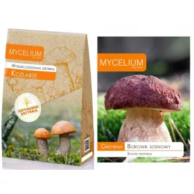  Ausgewähltes Myzel von Mycelium Leccinum