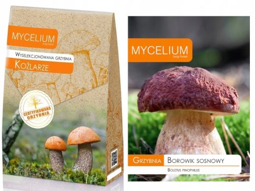  Ausgewähltes Myzel von Mycelium Leccinum