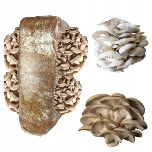  Austernpilze, 15 kg, Myzelienzucht im heimischen Keller, XL