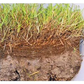  BactoGrass - zur Filzzersetzung 1 l