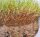  BactoGrass - zur Filzzersetzung 1 l