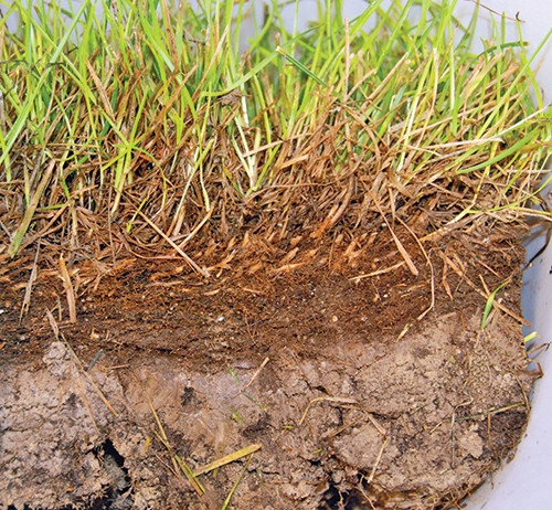  BactoGrass - zur Filzzersetzung 1 l