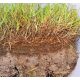  BactoGrass - zur Filzzersetzung 1 l
