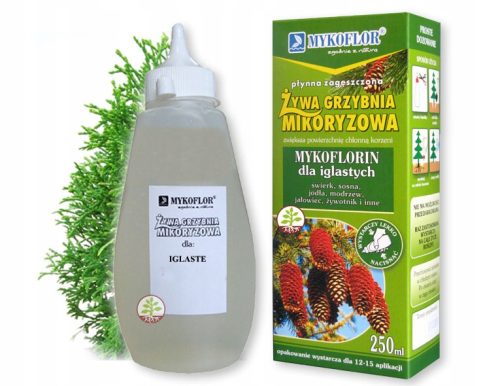  Mykorrhiza für Nadelbäume-Myzel