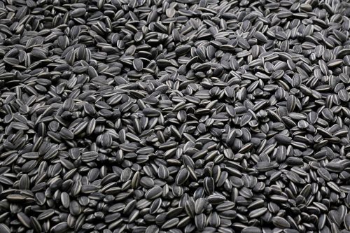  SCHWARZE SONNENBLUME WINTERFUTTER TITKORE FEEDER 5kg