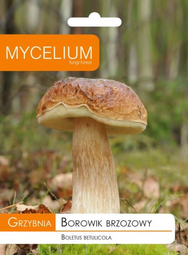  MYBEL BIRKENSTOFF, PILZE Waldpilze