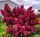  Prächtige Hortensie DIAMANT ROUGE, ZUVERLÄSSIGE BLÜHENDE, schöne Sämlinge