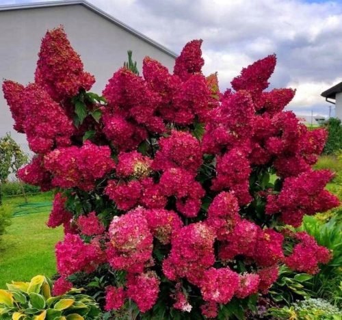  Prächtige Hortensie DIAMANT ROUGE, ZUVERLÄSSIGE BLÜHENDE, schöne Sämlinge